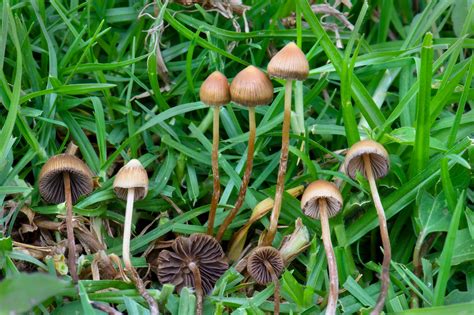 Magic mushrooms in LA